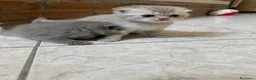 Scottish gatti in vendita: Gattini Scottish fold/straight a Provincia di Reggio Emilia - Annuncio 3