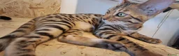 Bengala gatti in vendita: Bengala cuccioli con pedegree a Provincia di Vicenza - Annuncio 2