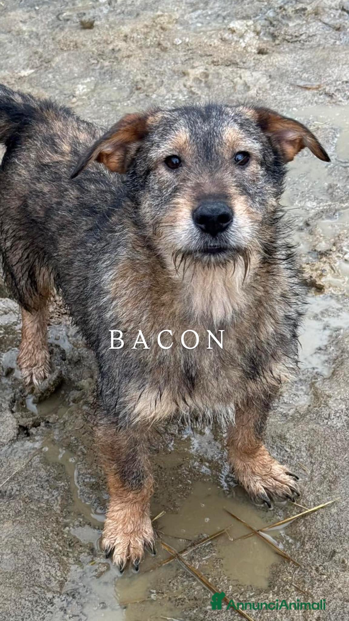 Meticcio cani BACON, terrier SUPER SIMPATICO E COCCOLONE! - Annuncio 1
