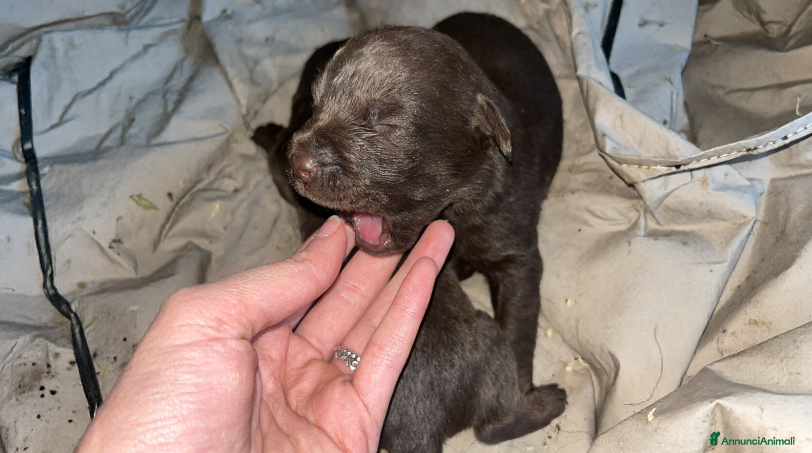 Labrador cani Cuccioli di Labrador con Pedigree - Annuncio 1