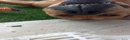 Pitbull cani in regalo: Nome:Thor - Annuncio 5