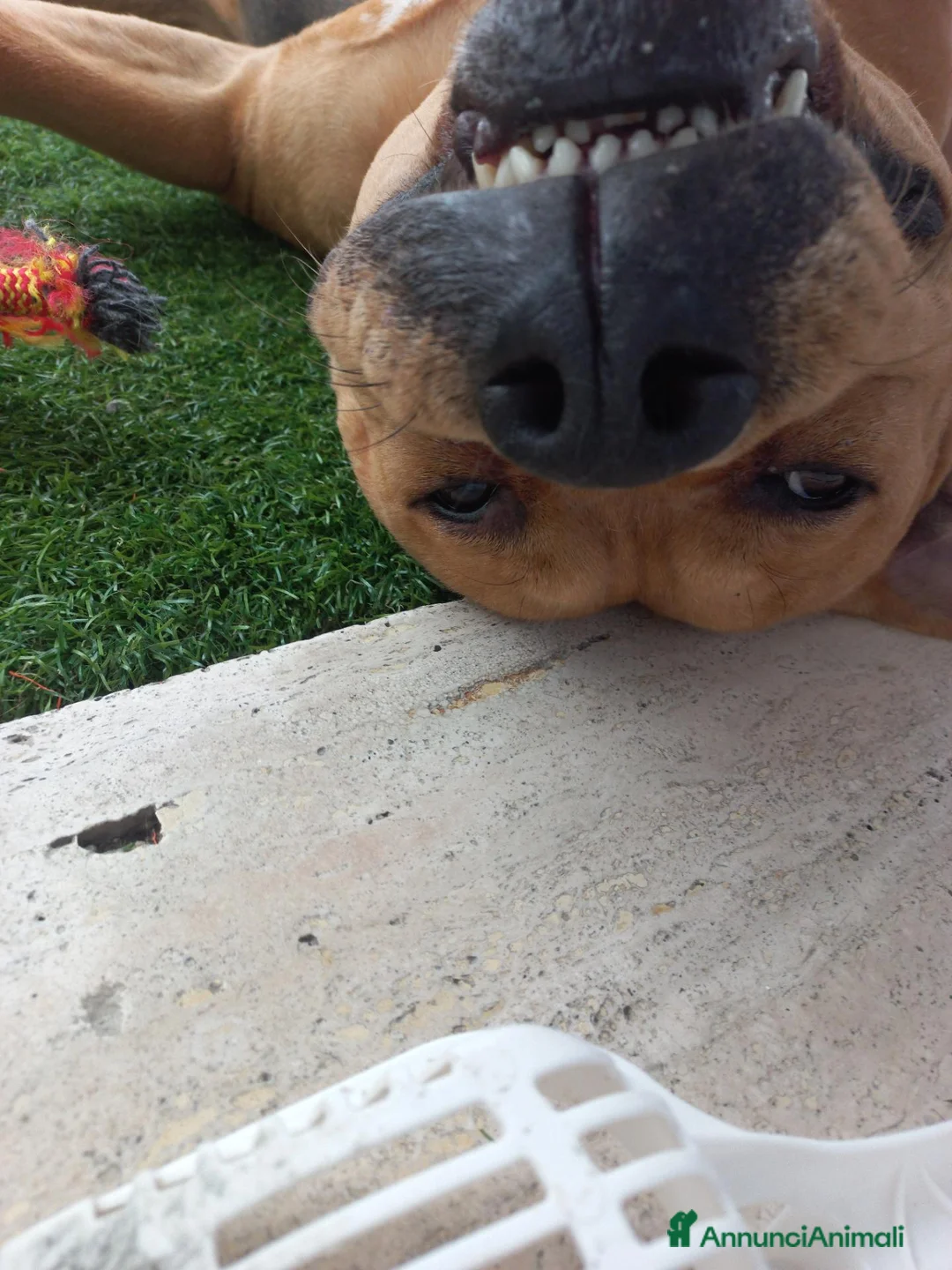 Pitbull cani in regalo: Nome:Thor - Annuncio 5