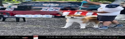 Akita Inu cani in vendita: CUCCIOLO AKITA INU - TOP SELECTION  - Annuncio 5