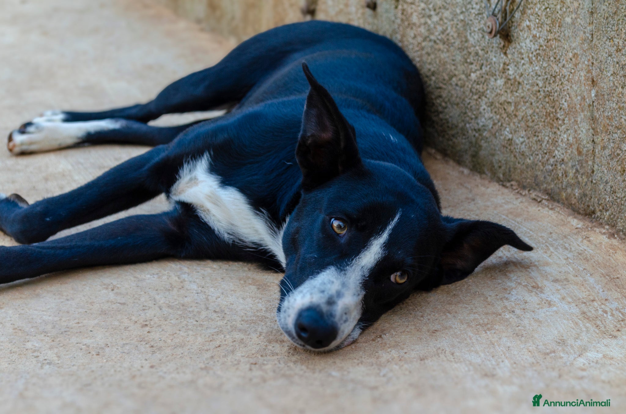Meticcio cani in regalo: Luffy - 1 anno - Annuncio 4