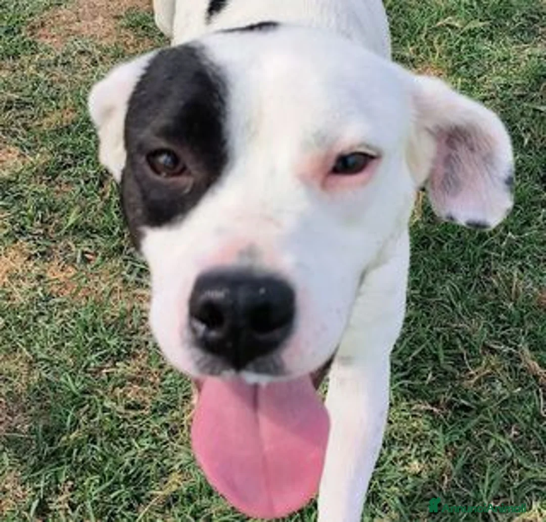 Meticcio cani in regalo: Regina, una cucciola principessa - Annuncio 1