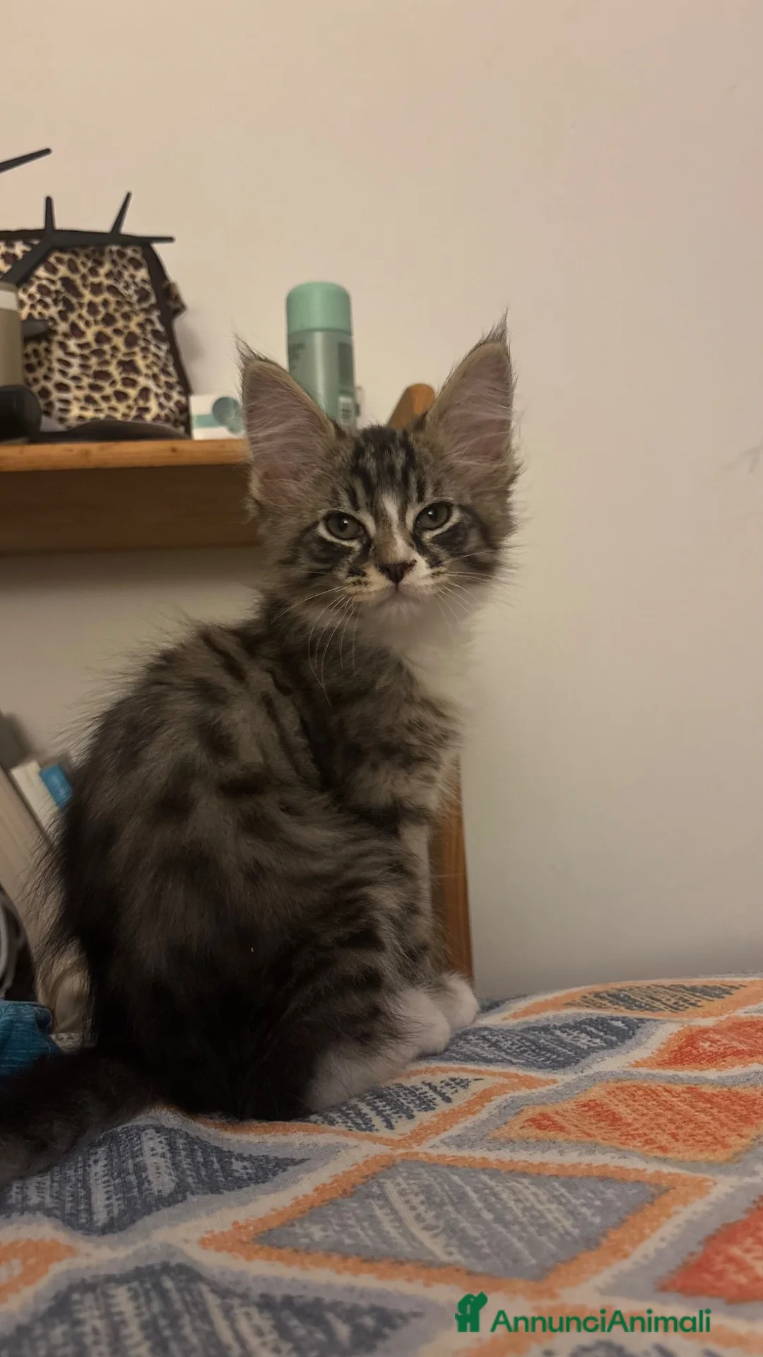 Maine Coon gatti in vendita: Cucciole di Maine coon - Annuncio 2