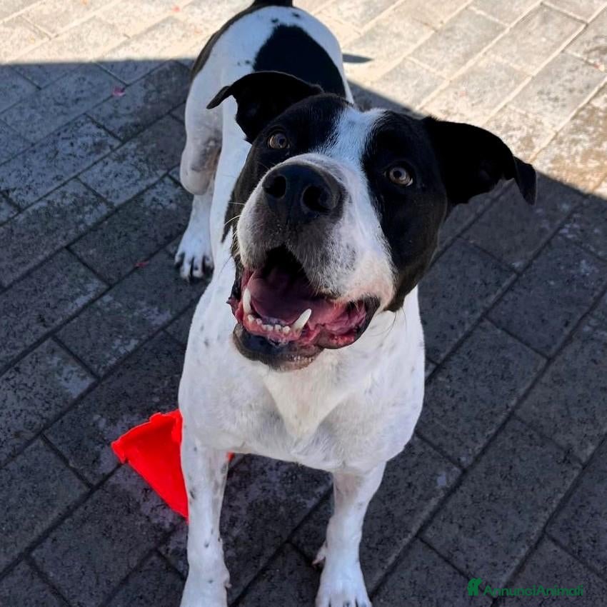 Meticcio cani in regalo: BLACK BELLO E GENTILE - Annuncio 2