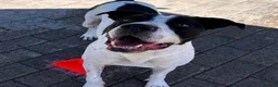 Meticcio cani in regalo: BLACK BELLO E GENTILE - Annuncio 1