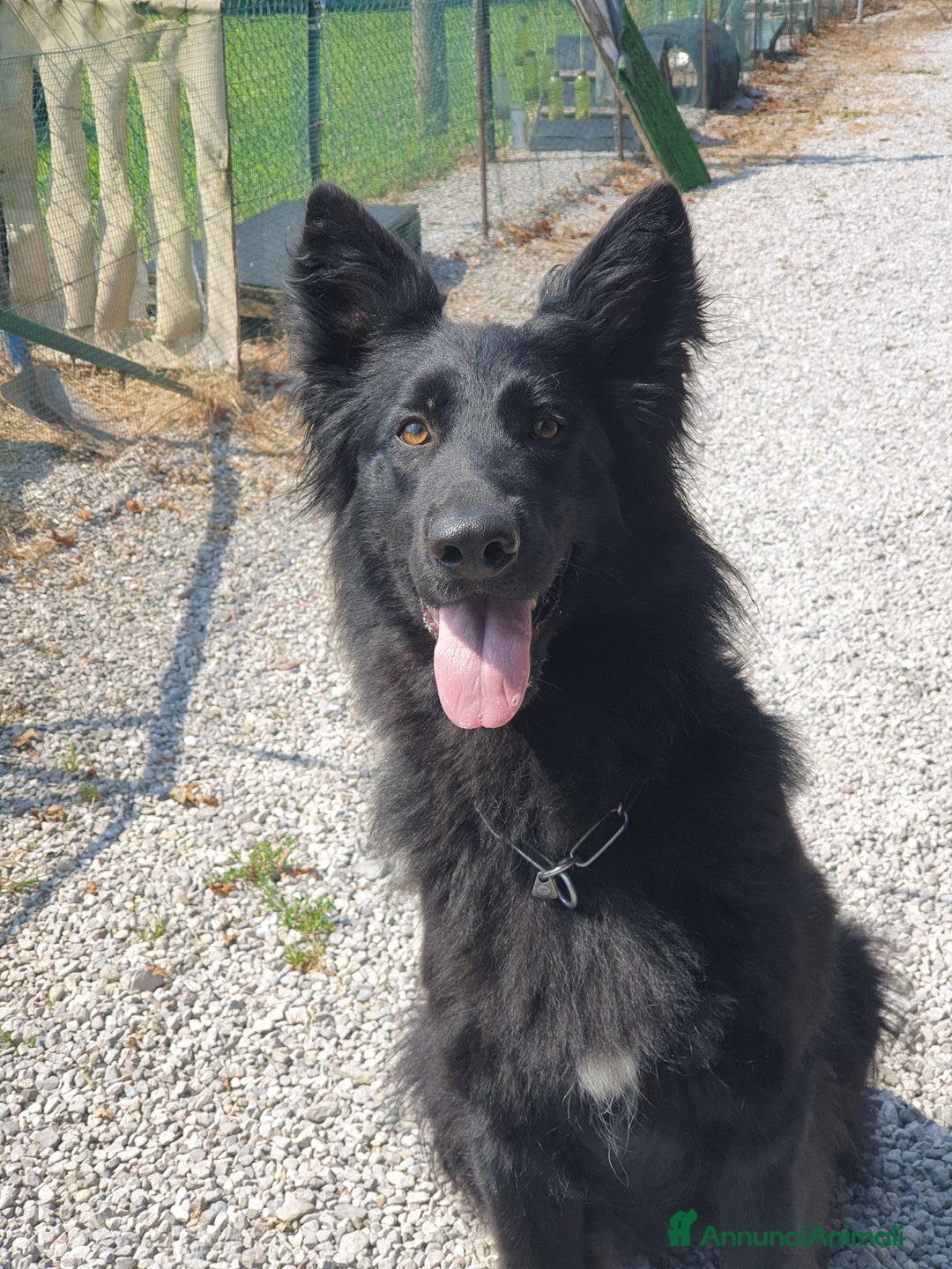 Pastore Tedesco cani in vendita: CUCCIOLONA DI PASTORE  TEDESCO NERA A PELO LUNGO - Annuncio 2