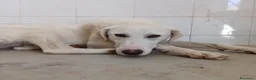 Meticcio cani in regalo: RADJA  - Annuncio 3