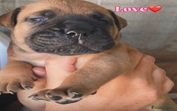 Bullmastiff cani in vendita: Cuccioli Bullmastiff  - Immagine 5