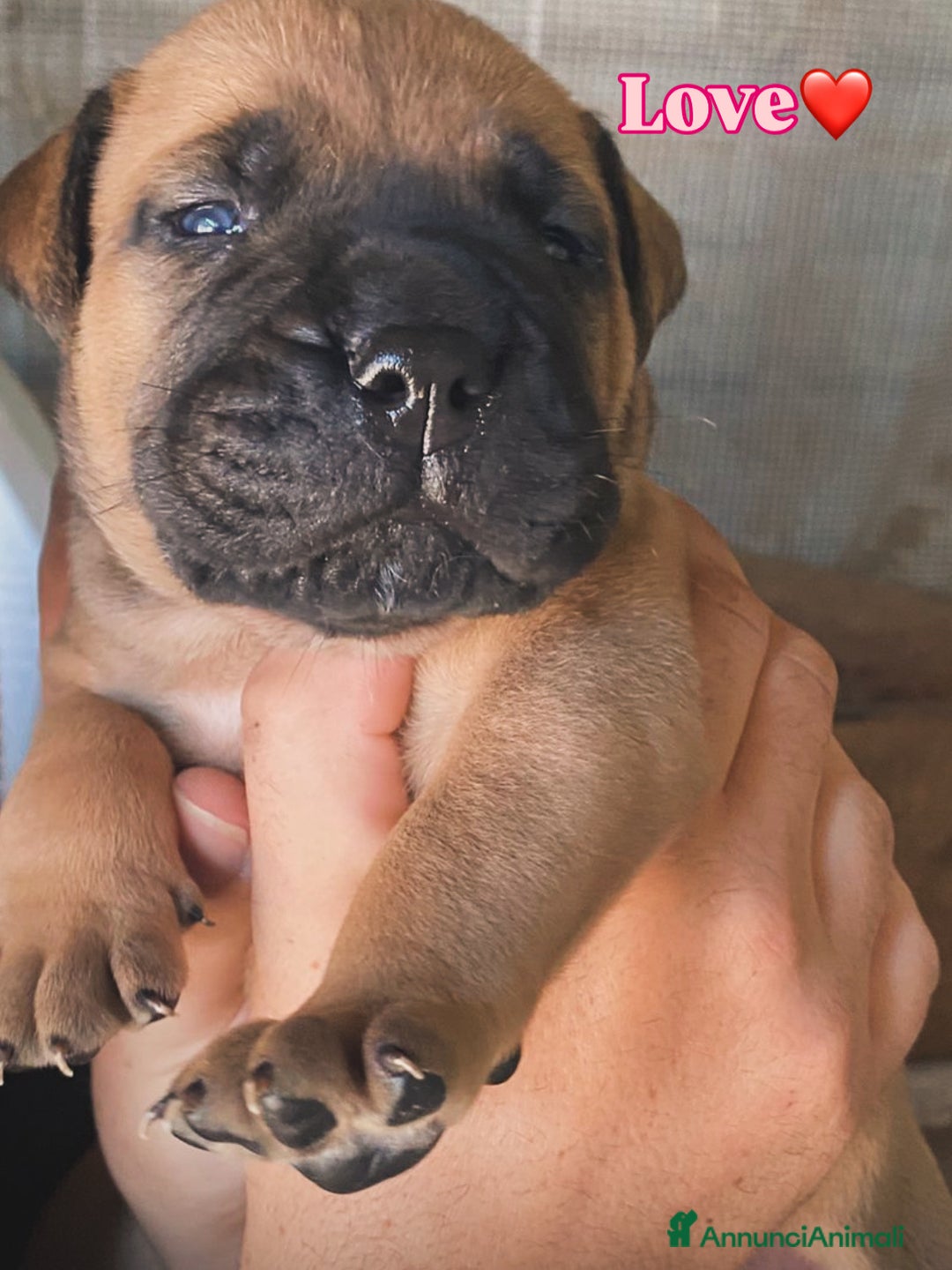 Bullmastiff cani in vendita: Cuccioli Bullmastiff  - Annuncio 5