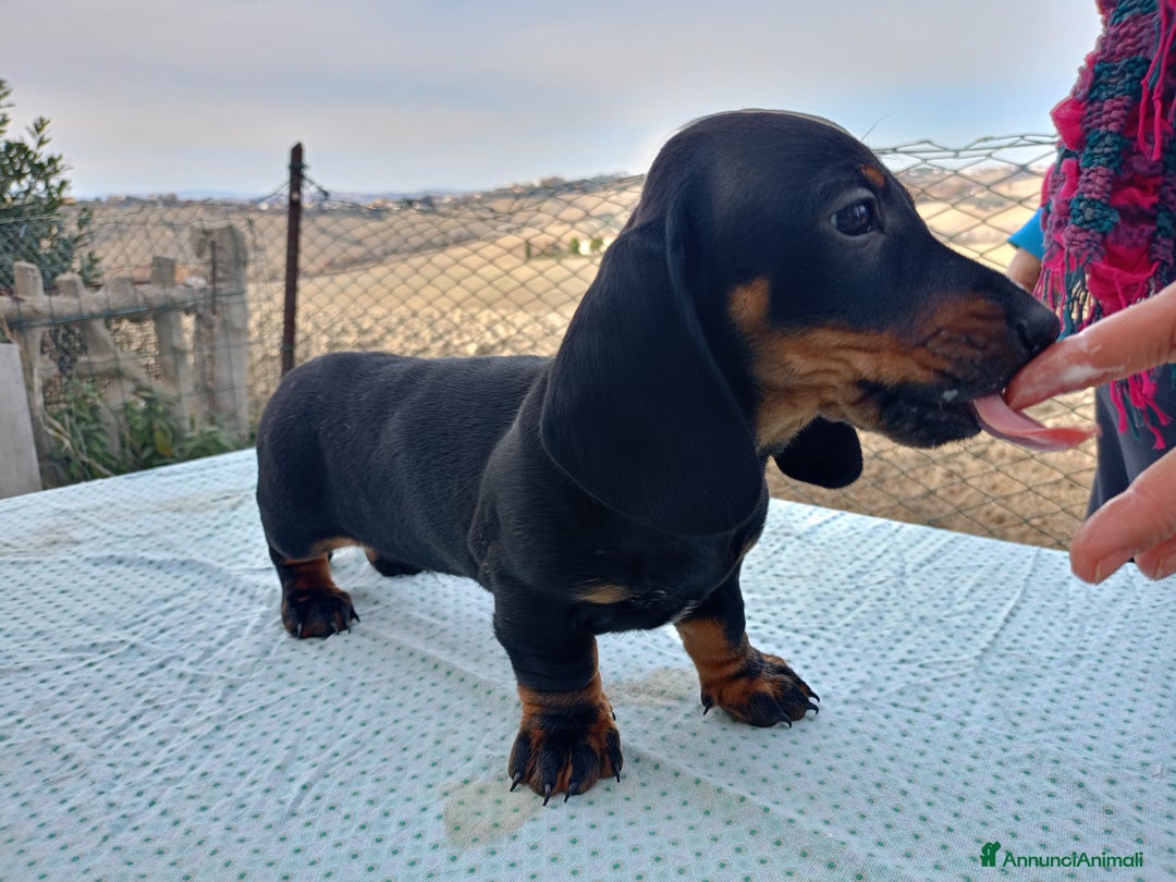 Bassotto cani in vendita: Bassotto tedesco standard a pelo corto - Annuncio 6