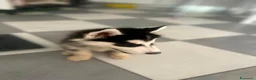Husky cani in vendita: Husky - Annuncio 5
