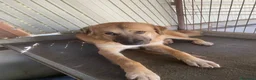 Meticcio cani in regalo: Maya 1 anno, carattere eccezionale a Città Metropolitana di Bologna - Annuncio 13