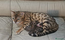 Bengala gatti in vendita: Gatto bengala  a Città metropolitana di Roma Capitale - Immagine 1