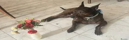 Meticcio cani in regalo: Syson tigrato 4anni mix Pinscher kg13 CASERTA SOS - Annuncio 4