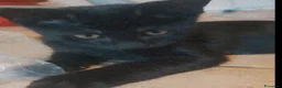 Meticcio gatti in regalo: GATTINO NERO - Annuncio 3