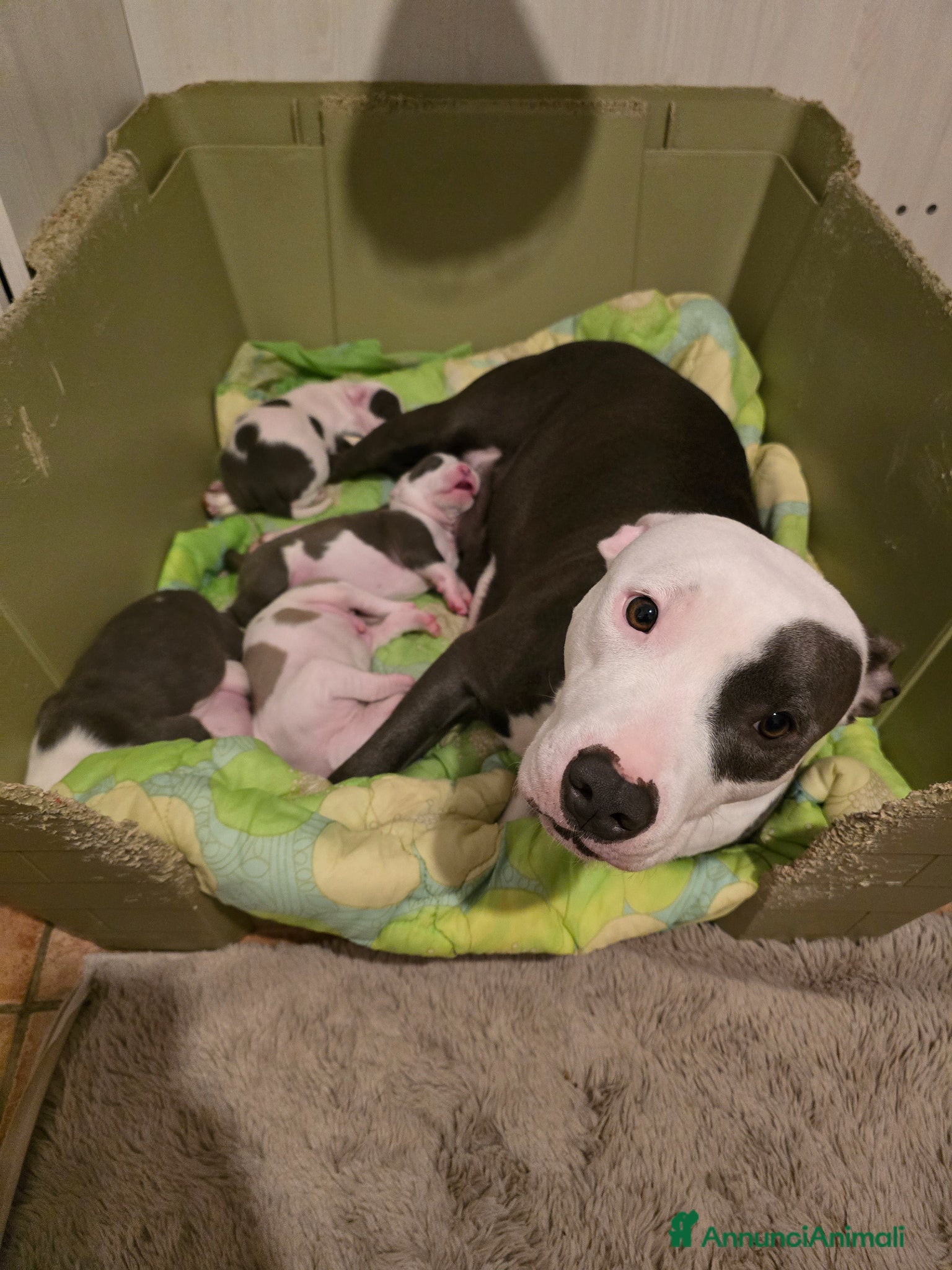 American Staffordshire cani Cuccioli Amstaff  - Annuncio 2