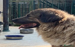 Pastore del Caucaso cani in vendita: Cuccioli pastori del Caucaso a Provincia di Savona - Immagine 6