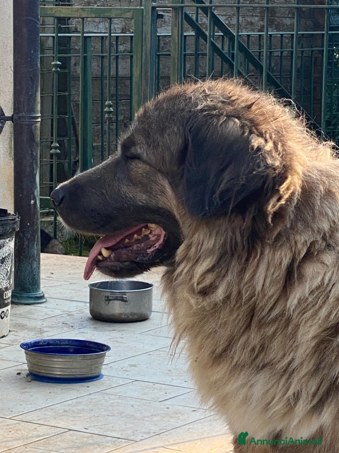 Pastore del Caucaso cani in vendita: Cuccioli pastori del Caucaso a Provincia di Savona - Immagine 6