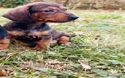 Bassotto cani in vendita: Bassotti - Immagine 2