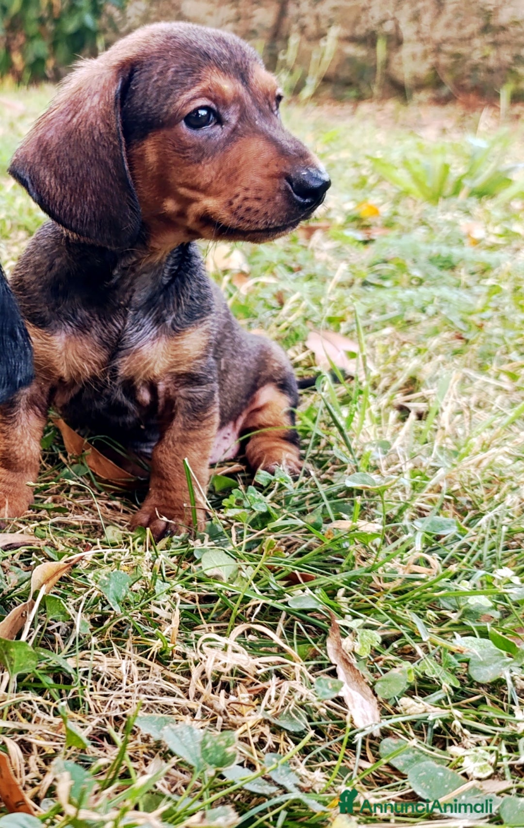 Bassotto cani in vendita: Bassotti - Immagine 2