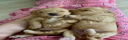 Maltipoo cani in vendita: Cuccioli maltipoo a Provincia di Verona - Annuncio 6