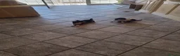 Chihuahua cani in vendita: Cuccioli chihuahua  - Annuncio 1