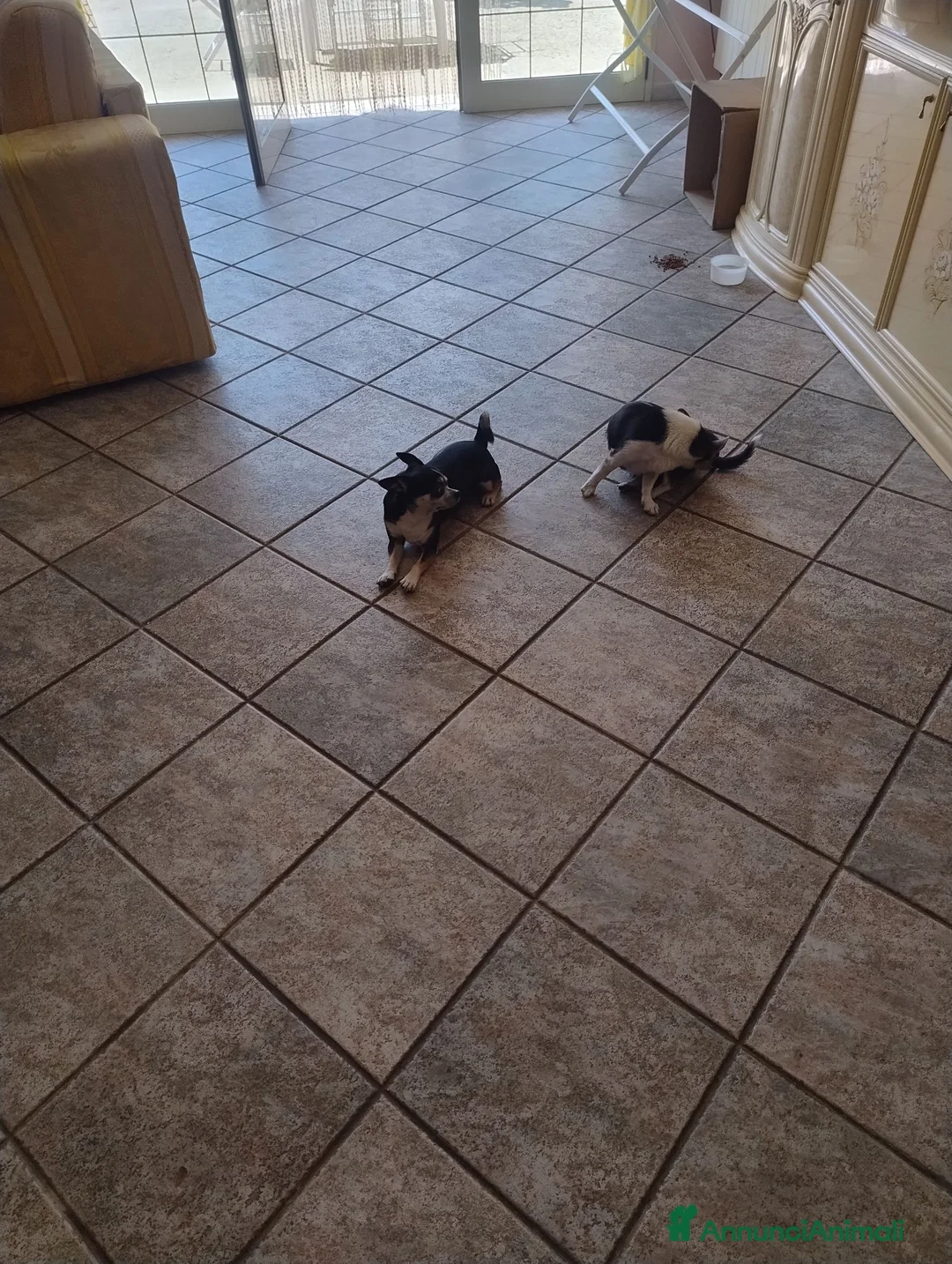 Chihuahua cani in vendita: Cuccioli chihuahua  - Annuncio 1