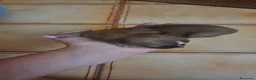 Chihuahua cani in vendita: Chihuahua  - Annuncio 6
