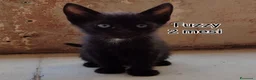 Altre razze gatti in regalo: ADOTTA UN GATTINO! a Provincia di Reggio Emilia - Annuncio 4