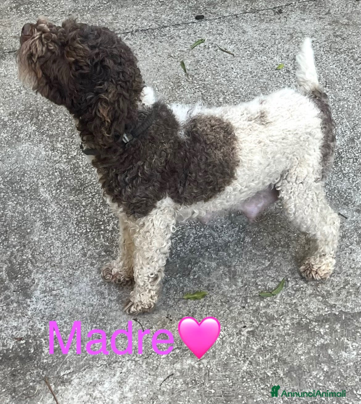 Lagotto cani in vendita: Cuccioli di Lagotto Romagnolo - Annuncio 20