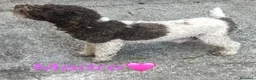 Lagotto cani in vendita: Cuccioli di Lagotto Romagnolo a Provincia dell'Aquila - Annuncio 1