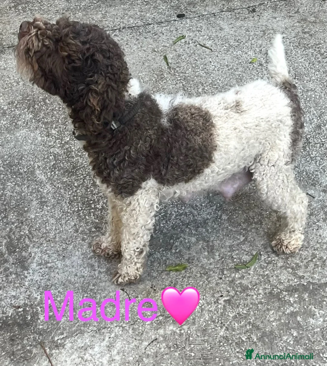 Lagotto cani in vendita: Cuccioli di Lagotto Romagnolo a Provincia dell'Aquila - Annuncio 1