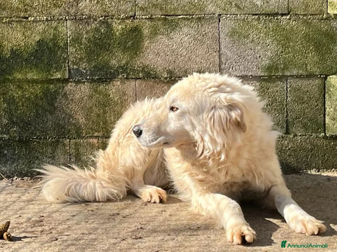 Meticcio cani in regalo: SOLE tranquillo e pacato  a Città Metropolitana di Firenze - Annuncio 4