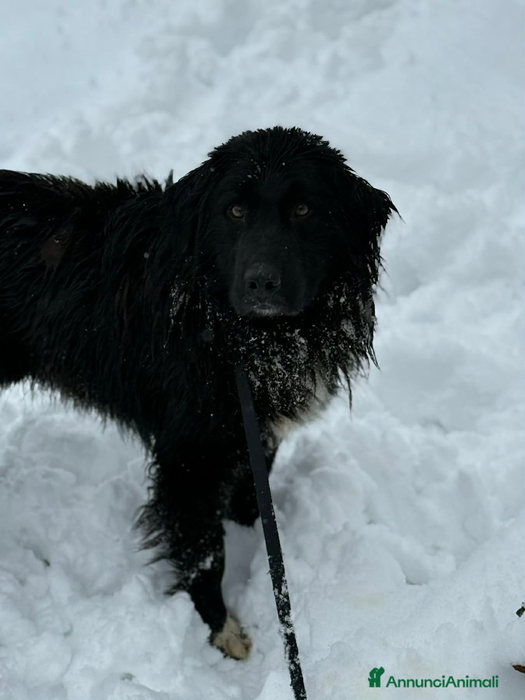 Meticcio cani in regalo: KUMBA, pastorino dolcissimo ignorato da tutti! - Annuncio 10