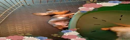 Bassotto cani in vendita: Bassotto pelo duro figlia secca  - Annuncio 7