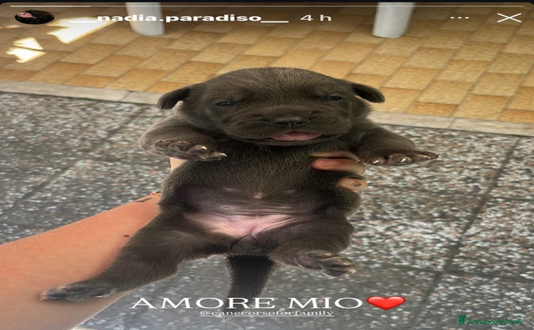 Cane Corso cani a Città Metropolitana di Bologna - Annuncio 2