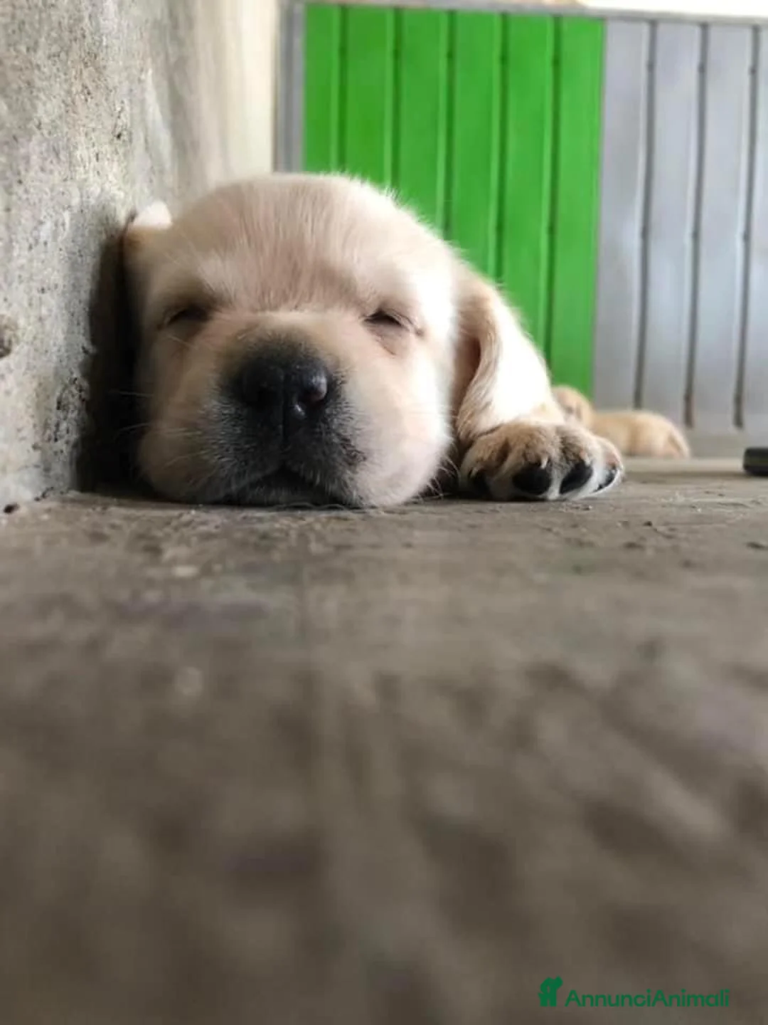 Immagine della galleria {{count}}