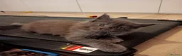 Maine Coon gatti in vendita: Maine Coon - Annuncio 4