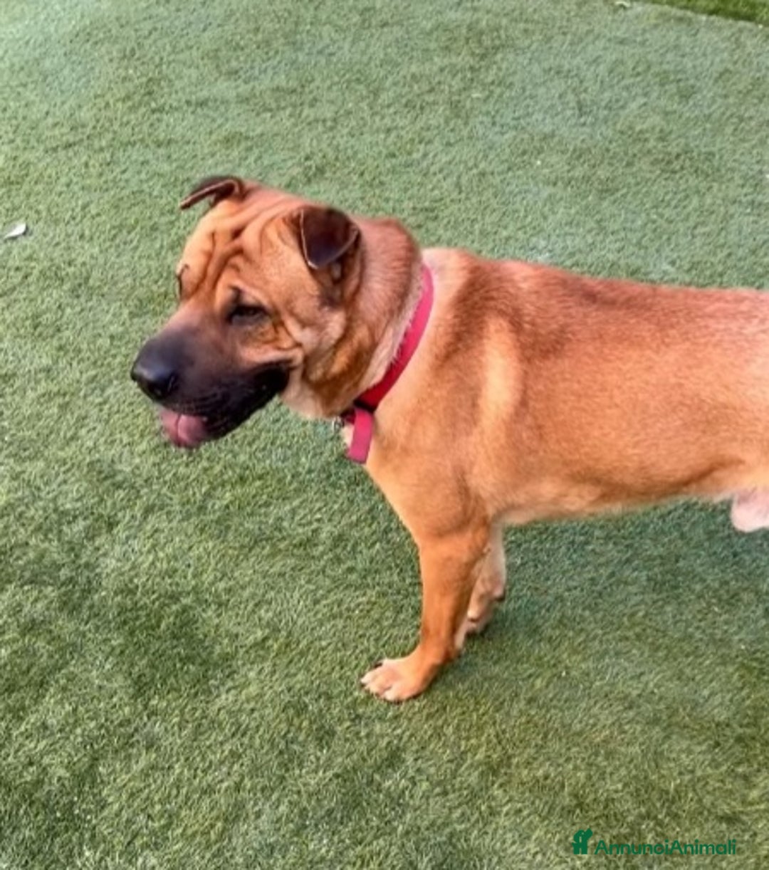 Meticcio cani in regalo: Mix Sharpei 5anni PRESTO IN CANILE!MILANO - Annuncio 1