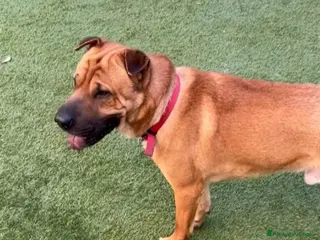 Meticcio cani Mix Sharpei 5anni PRESTO IN CANILE!MILANO - Annuncio 32