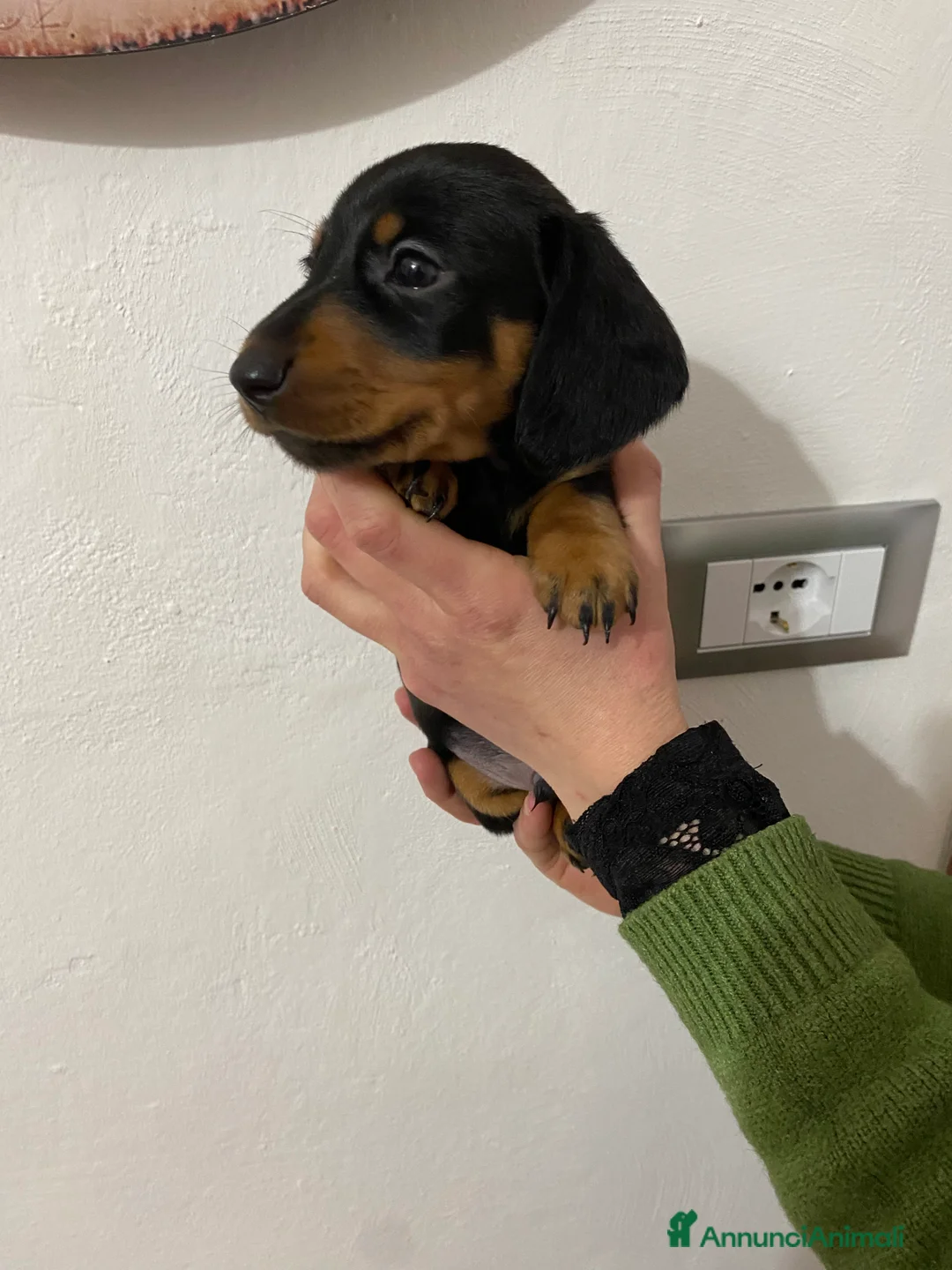 Bassotto cani in vendita: Bassotto nano tedesco - Annuncio 15