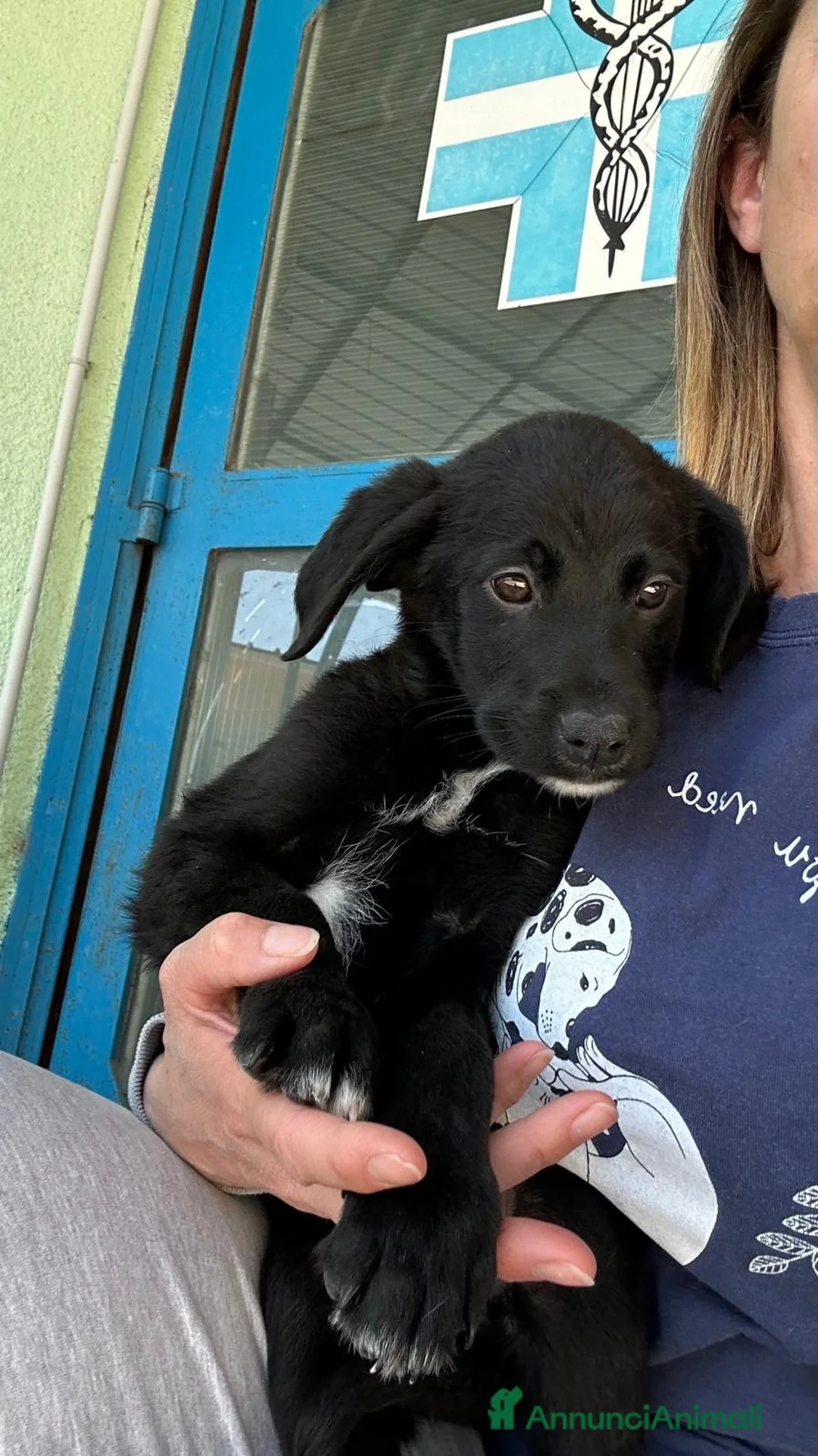 Meticcio cani in regalo: Brian  a Provincia di Padova - Annuncio 1