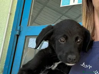 Meticcio cani Brian - Annuncio 22