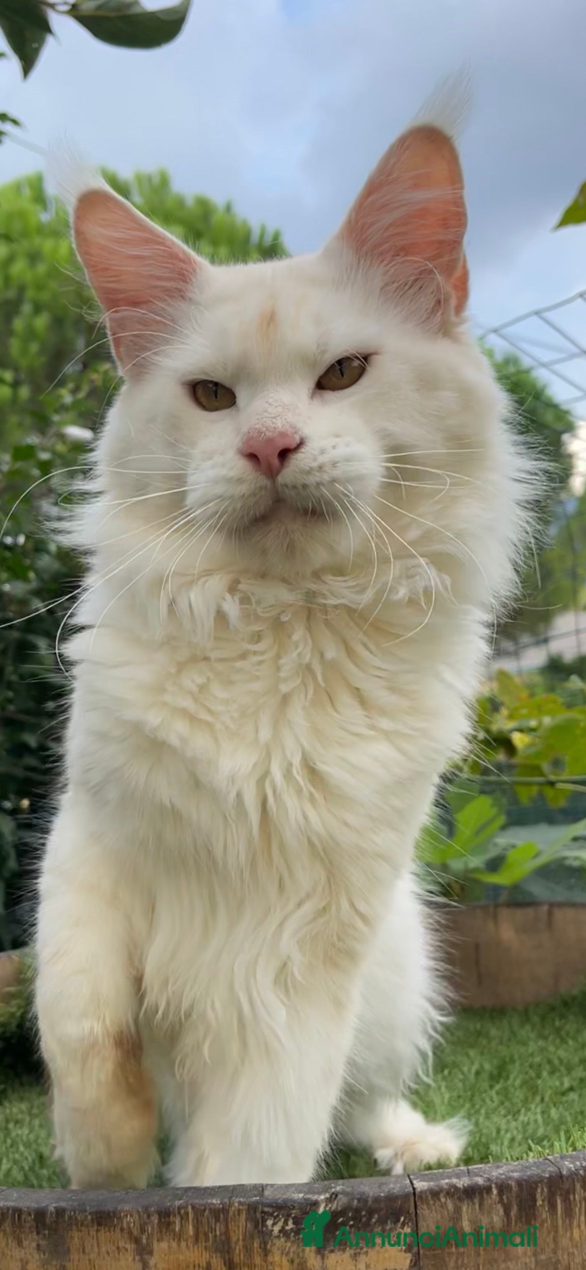 Maine Coon gatti Cuccioli Maine Coon - Annuncio 2