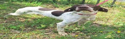 Bracco cani in regalo: Goya 3 anni bracco  - Annuncio 3
