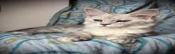 Maine Coon gatti in vendita: Splendida cucciola di Maine coon a Provincia di Verona - Annuncio 4