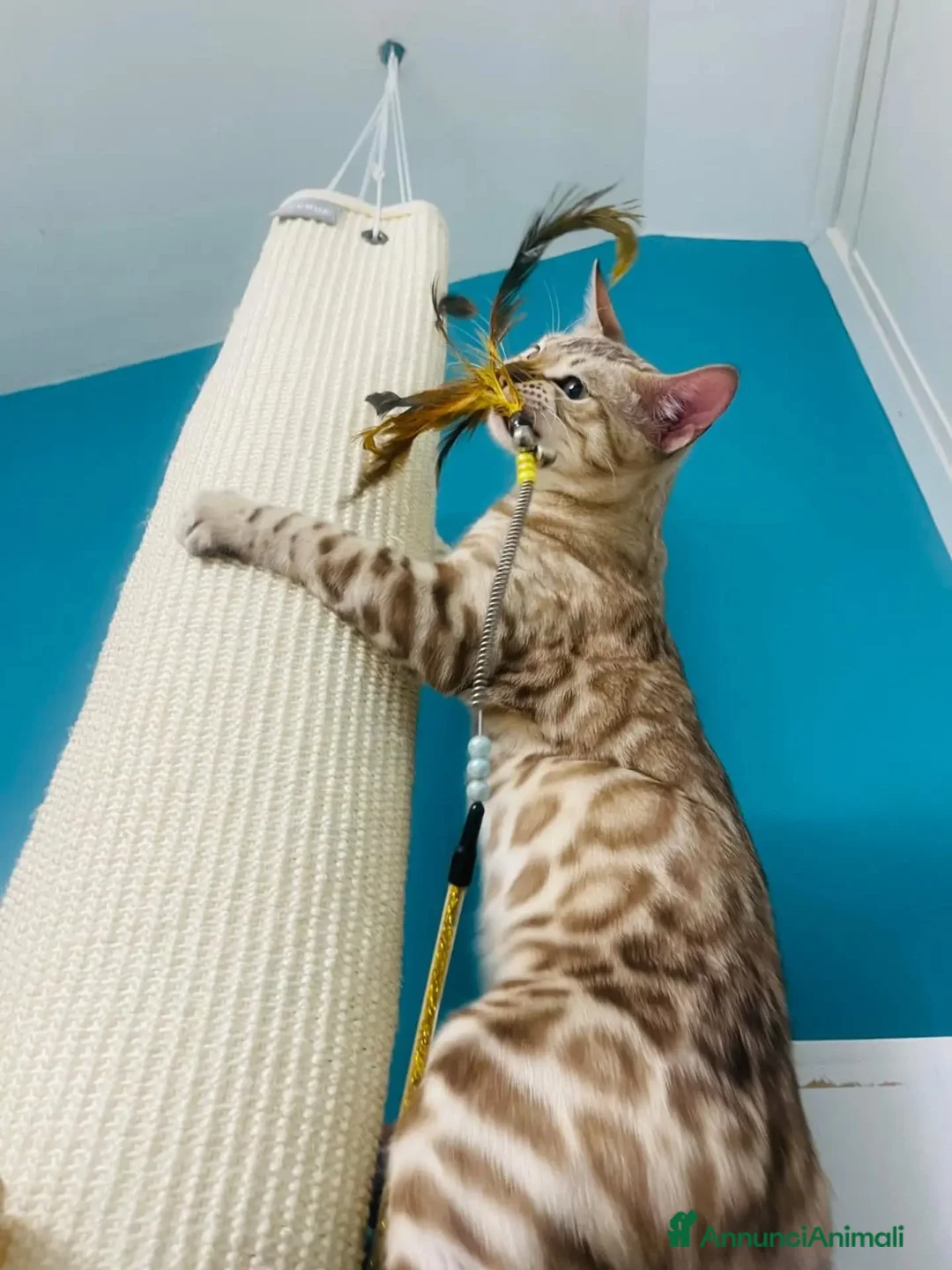 Bengala gatti in regalo: Gattini maschi BENGALA cercano casa - in adozione - Annuncio 3